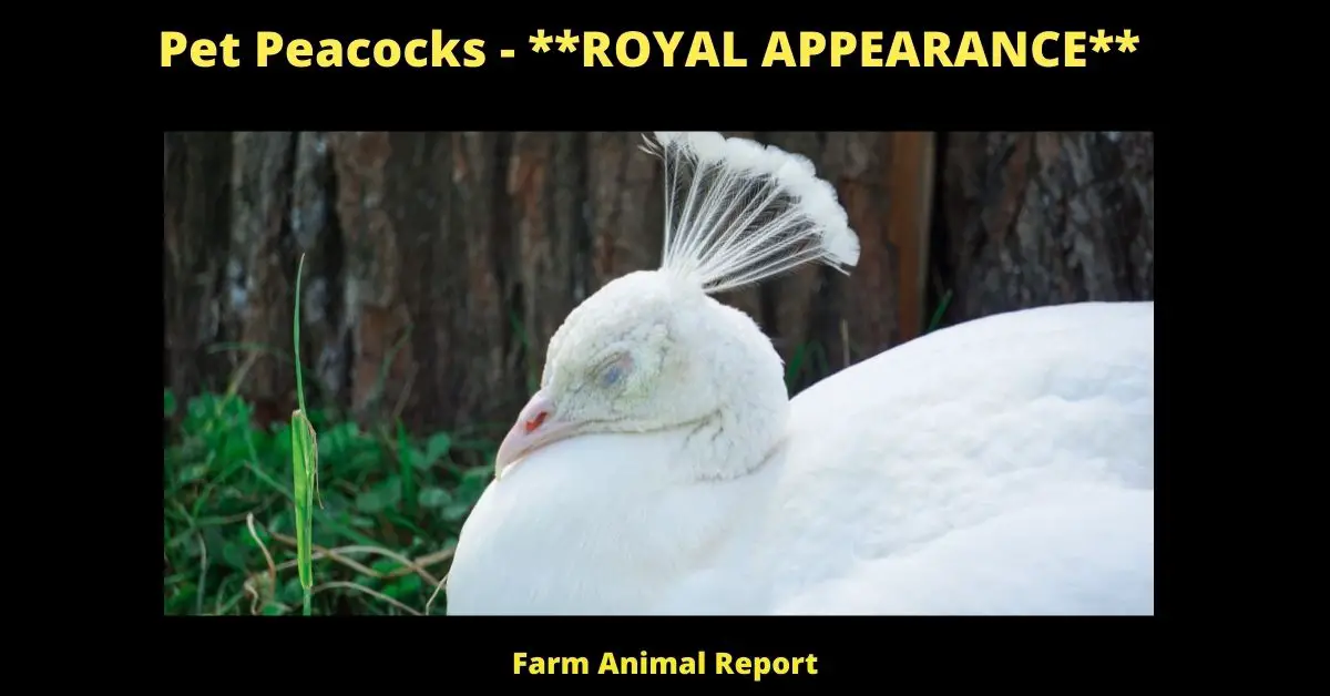 Are Peacocks Friendly: Pet Peacocks 1