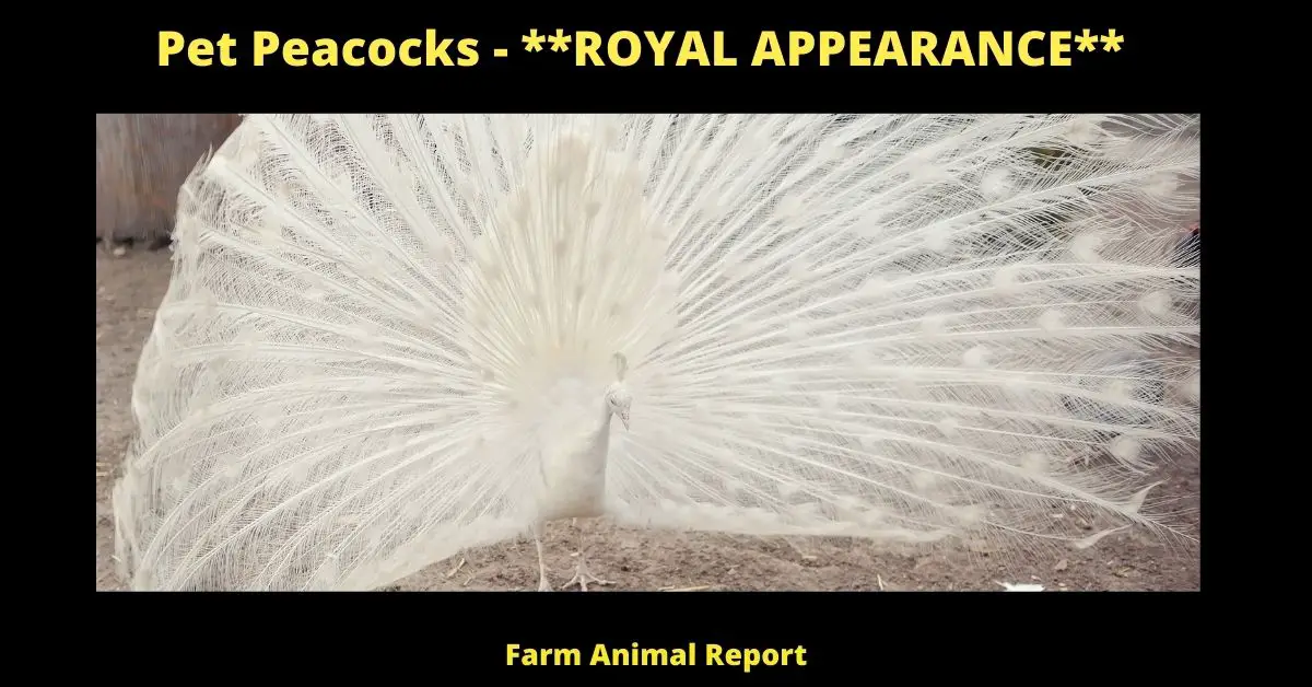 Are Peacocks Friendly: Pet Peacocks 4