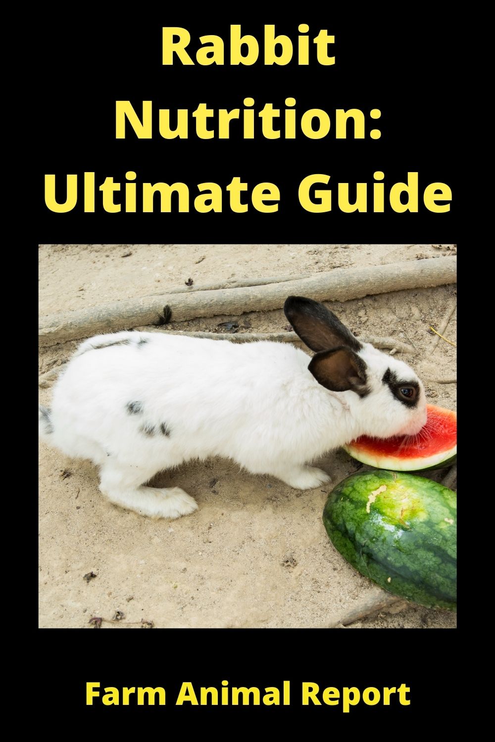 Rabbit Nutrition: **WATCH**