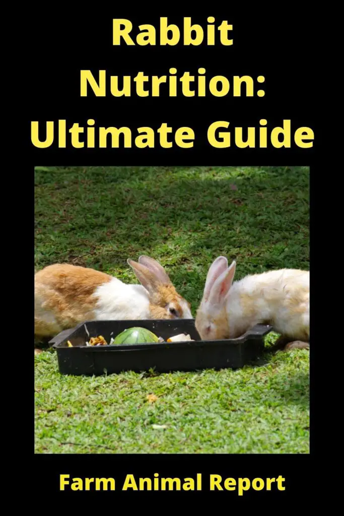 Rabbit Nutrition: **WATCH** 2
