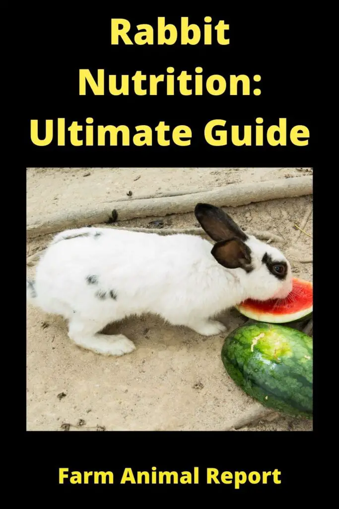 Rabbit Nutrition: **WATCH** 1