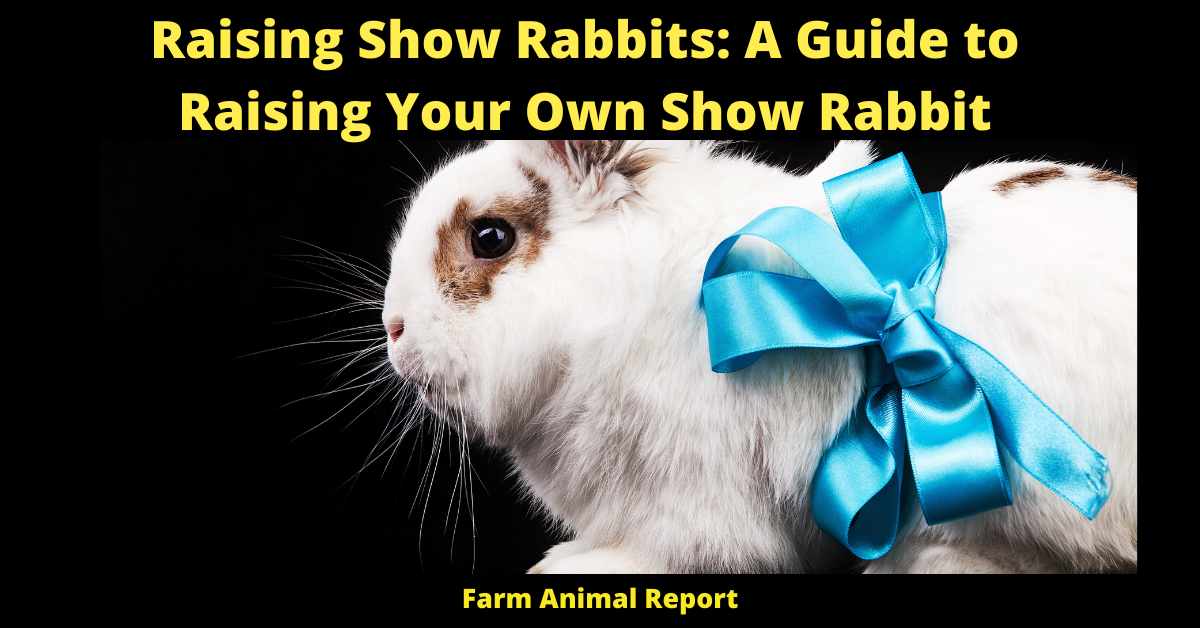 Raising Show Rabbits: A Guide to Raising Your Own Show Rabbit