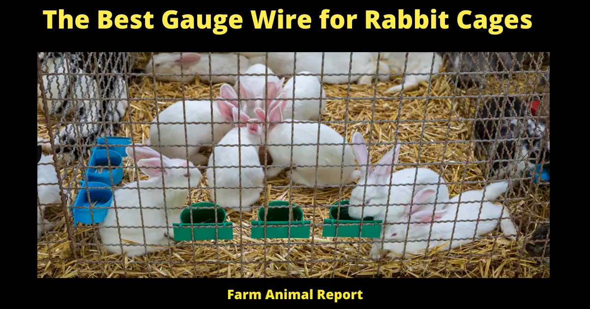 The Best Gauge Wire for Rabbit Cages