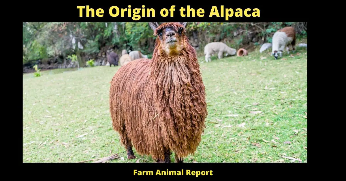 The Origin of the Alpaca **HISTORY** 1