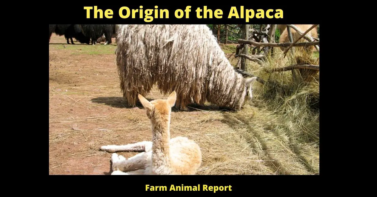 The Origin of the Alpaca **HISTORY** 2
