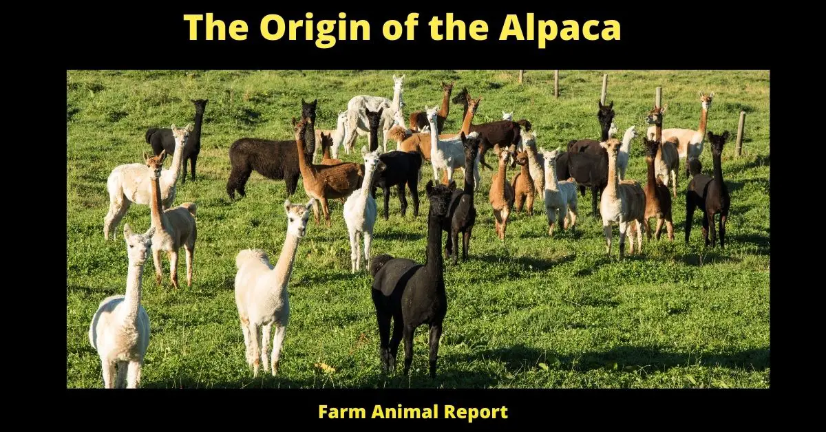 The Origin of the Alpaca