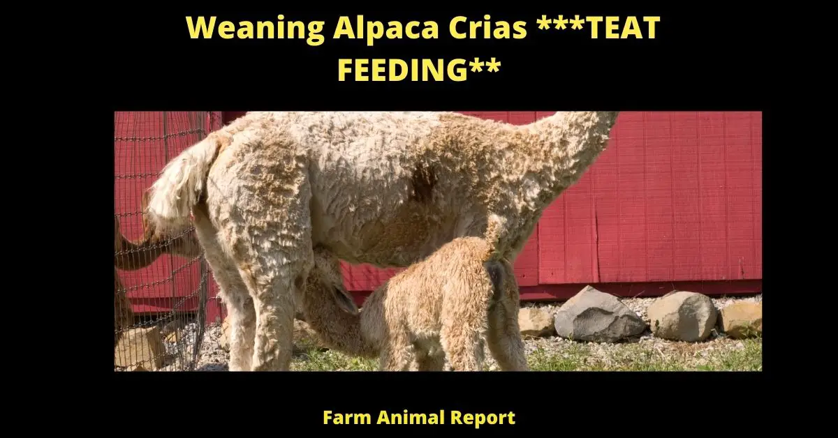 Weaning Alpaca Crias ***TEAT FEEDING** 1