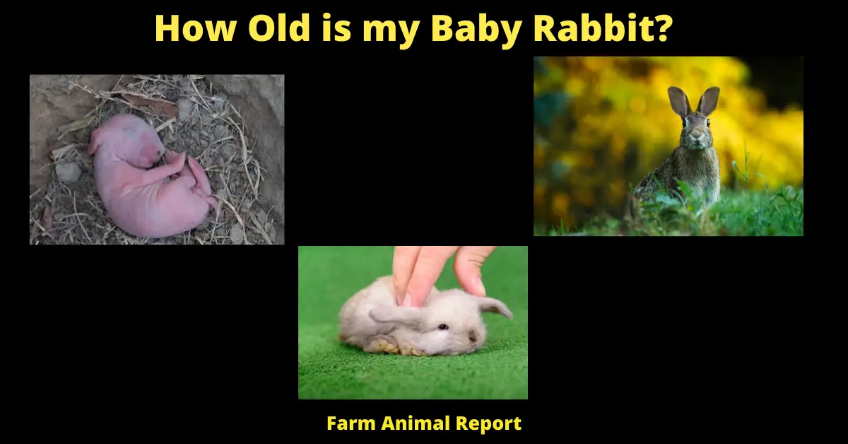 How Old is my Baby Rabbit?