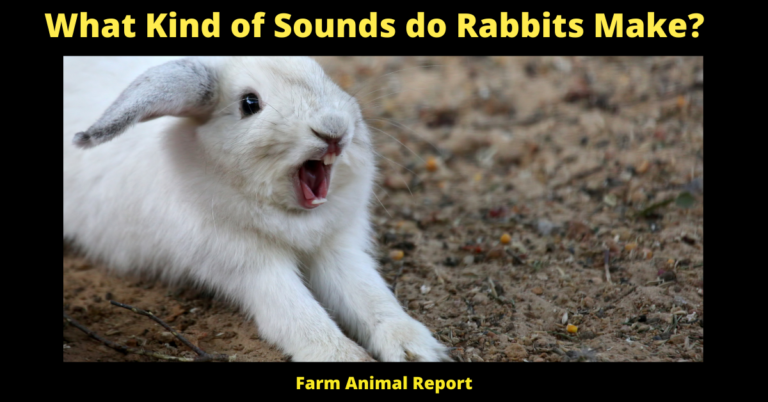 15 Unique Sounds What Sound Does A Rabbit Make Rabbit Sounds Bunny PDF
