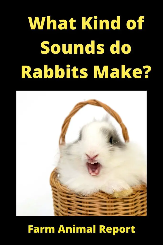 what sound does a rabbit make - Rabbits are known to be relatively quiet animals, but they actually make a variety of sounds to communicate with each other and their human companions. A healthy, happy rabbit will often make a soft purring sound when being petted. This is similar to the sound a cat makes when it is content. If a rabbit is feeling stressed or frightened, it may thump its hind legs on the ground as a warning signal. Additionally, rabbits can grunt, roar, or whistle when they are angry or threatened. Although these sounds may be alarming at first, they are usually nothing to worry about. So next time your rabbit starts making noises, take a moment to try and interpret what it is trying to say.