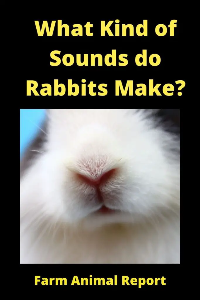 what sound does a rabbit make - 