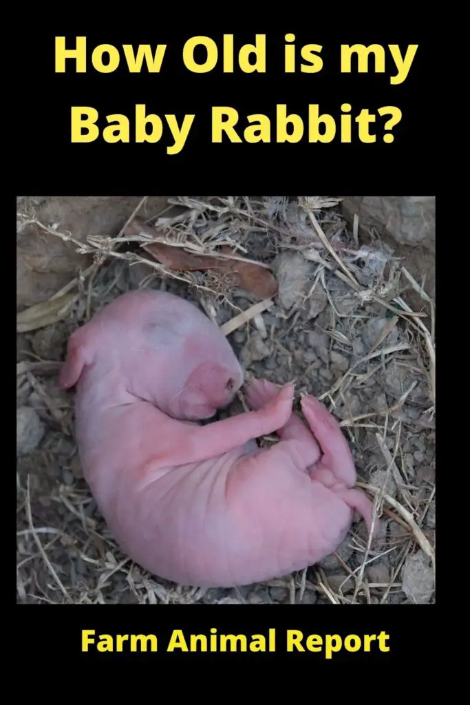 When do Baby Rabbits get Teeth?**TEETH** 1