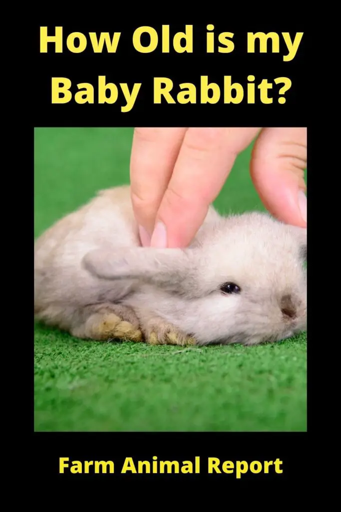 When do Baby Rabbits get Teeth?**TEETH** 2