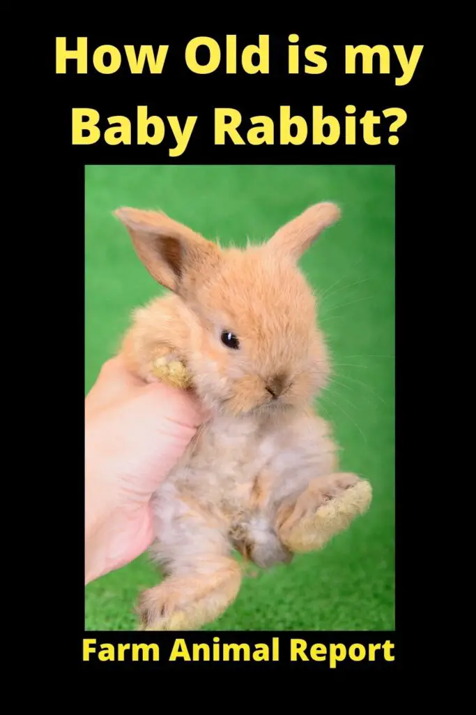 When do Baby Rabbits get Teeth?**TEETH** 3