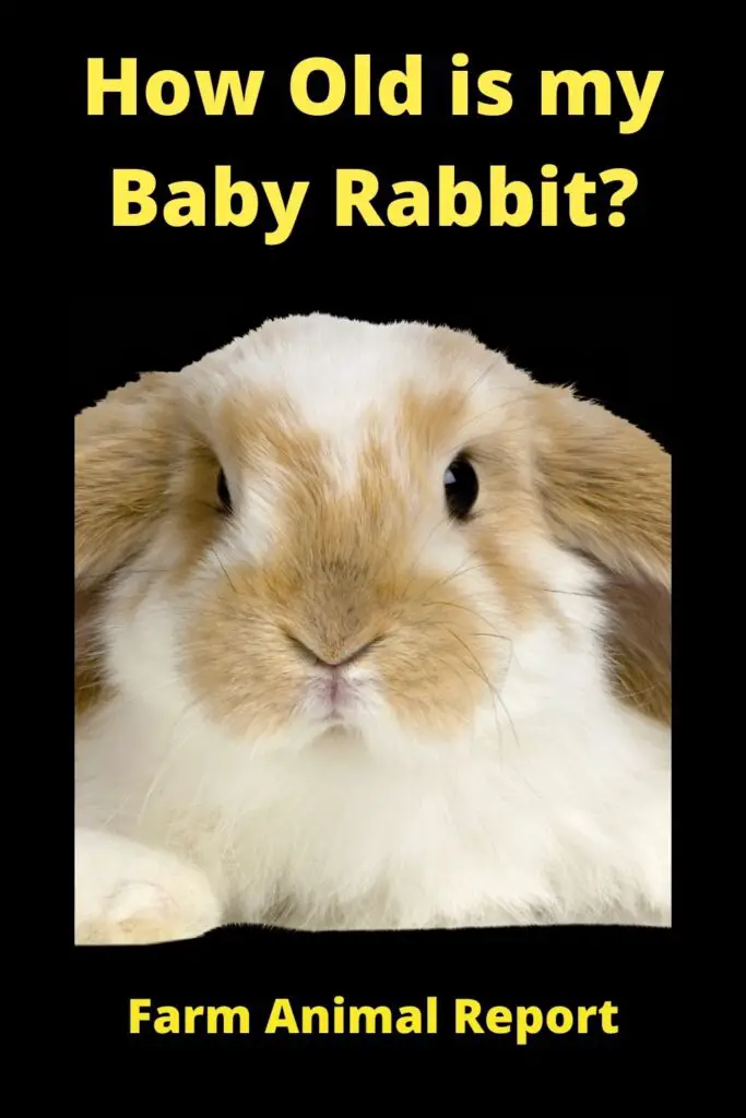 When do Baby Rabbits get Teeth?**TEETH** 4