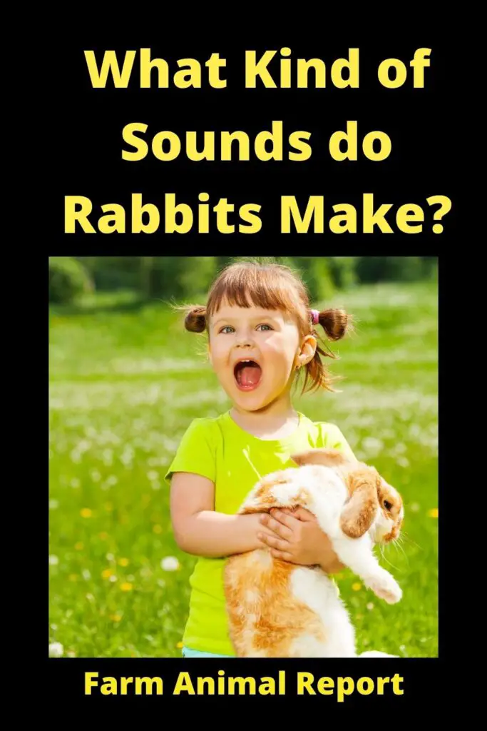 what sound does a rabbit make - If you're thinking about getting a pet rabbit, you might be wondering what kind of sounds they make. While rabbits are generally quiet animals, they do make a variety of different sounds to communicate with their owners and each other. Here are seven of the most common sounds a rabbit makes:

1. A soft, high-pitched whistle is usually a sign that your rabbit is happy and content.

2. A louder, harsher whistle usually means your rabbit is angry or scared.

3. A grunt or growl usually indicates that your rabbit is feeling threatened and may be preparing to attack.

4. A clicking sound is often used as a warning sign, telling others to stay away.

5. A loud thump usually means your rabbit is either very excited or very scared.

6. A long, continuous scream is a sign of extreme fear or pain and should be treated immediately.

7. Silkie rabbits also make a unique sound known as "honking." This is generally a sign of excitement or pleasure and is often accompanied by bouncing and running around!