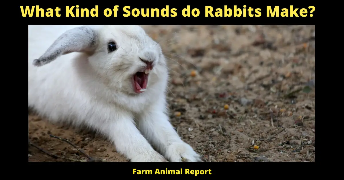 What Kind of Sounds do Rabbits Make?