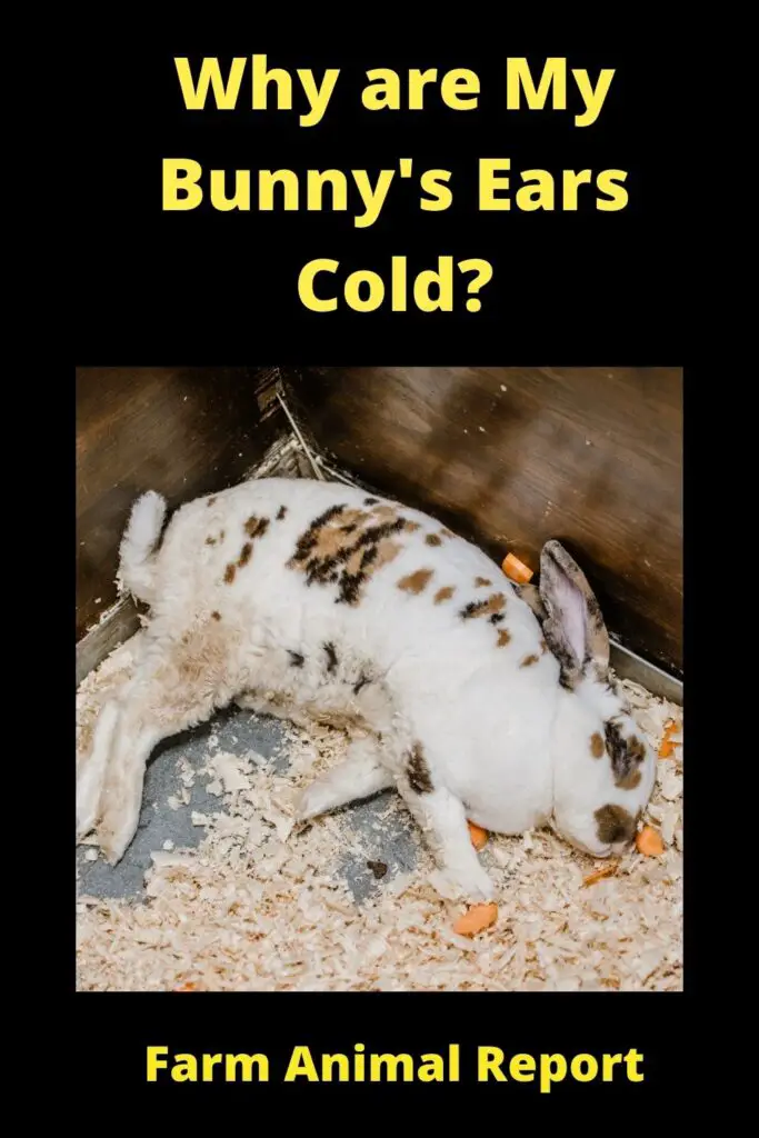rabbit cold ears
rabbit ears cold
cold rabbit ears
normal temp for rabbit
normal rabbit temperature
