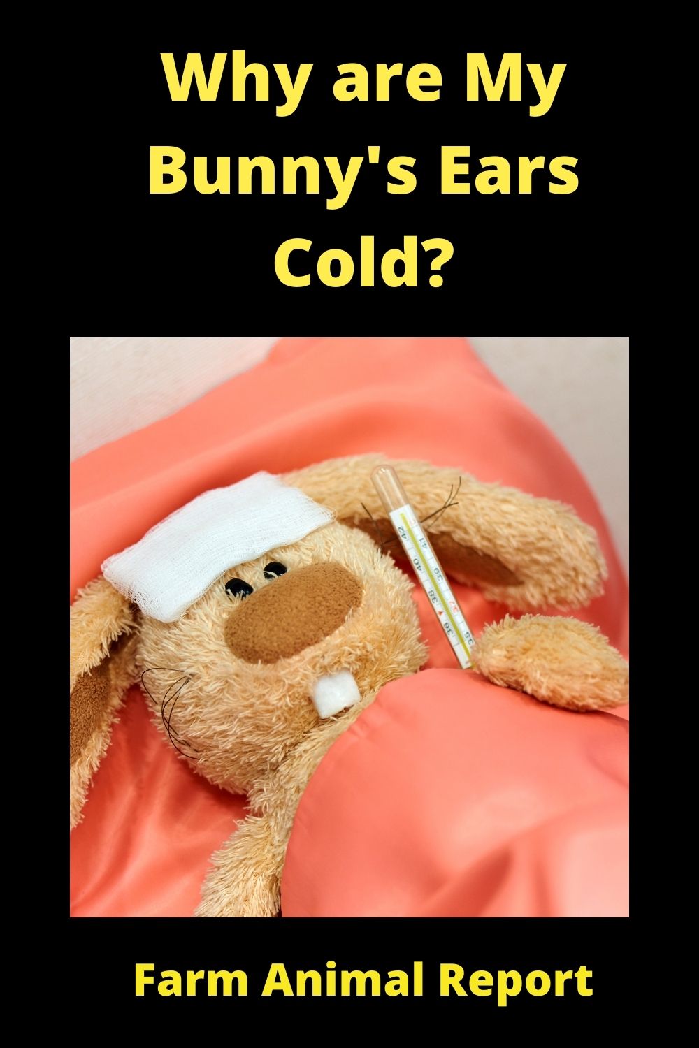 Why Are My Rabbits Ears Cold? Sick Or Normal ( 2024)