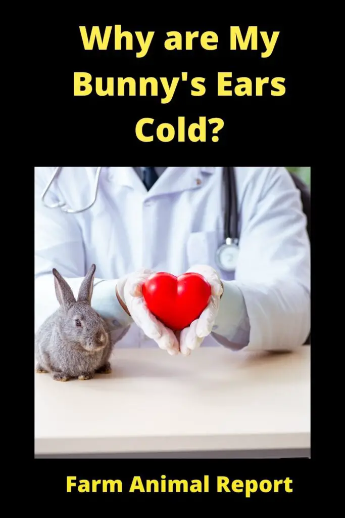 Why are My Rabbits Ears Cold? Sick or Normal ( 2022) 2