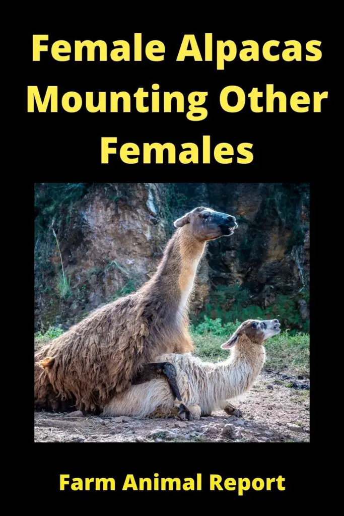 Female Alpacas Mounting Other **FEMALES** 2