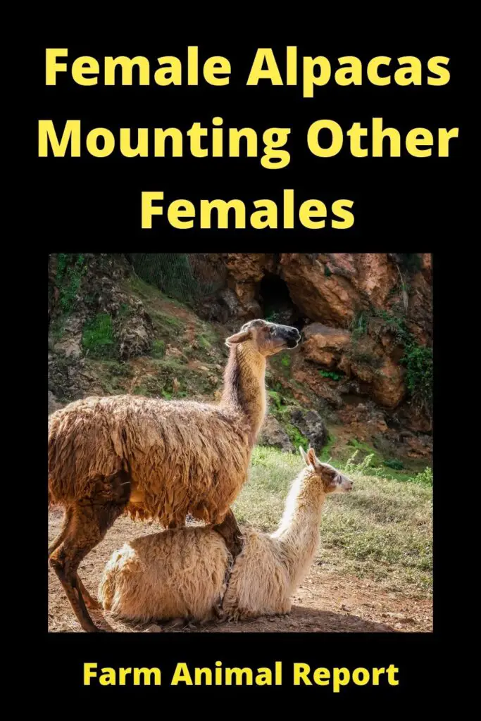 Female Alpacas Mounting Other **FEMALES** 3