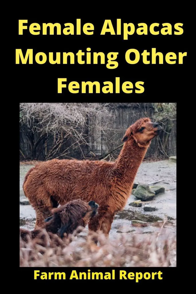 Female Alpacas Mounting Other **FEMALES** 1
