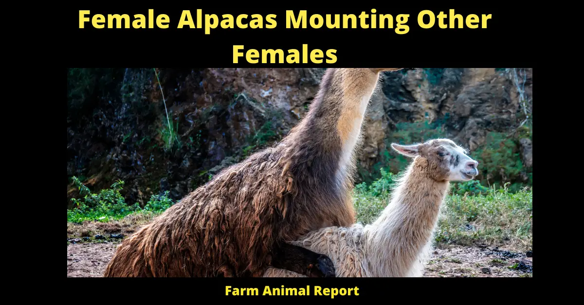 Female Alpacas Mounting Other Females