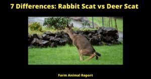 7 Differences: Deer Poop vs Rabbit Poop | PDF | Deer Poop | Scat 1
