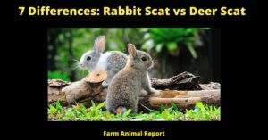 7 Differences: Rabbit Scat vs Deer Scat
