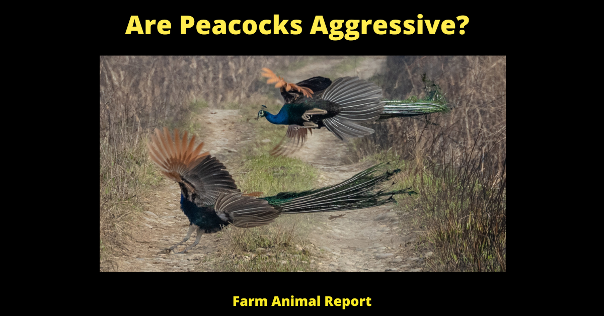 5 Times Are Peacocks Aggressive? Peacocks Peacock (Updated 2024)