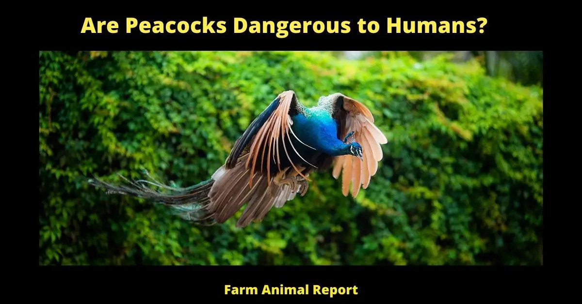Although they are commonly associated with peace and beauty, peacocks can actually be quite aggressive. The males are particularly territorial, and will fiercely defend their mates and nesting areas from intruders. They will also attack other peacocks that venture too close to their territory. In addition, peacocks have been known to attack humans that they perceive as a threat. Peacocks are strong and powerful birds, and their sharp beaks and claws can cause serious injuries. For this reason, it is important to be cautious around these birds, and to give them a wide berth if possible.