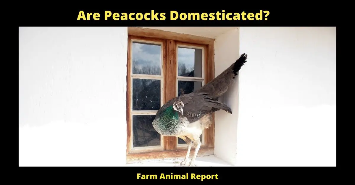 Are Peacocks Domesticated? **FETCH** 1