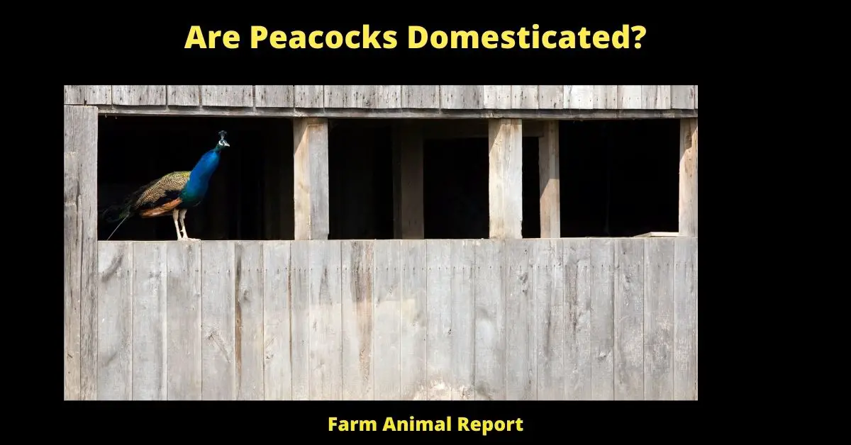 Are Peacocks Domesticated