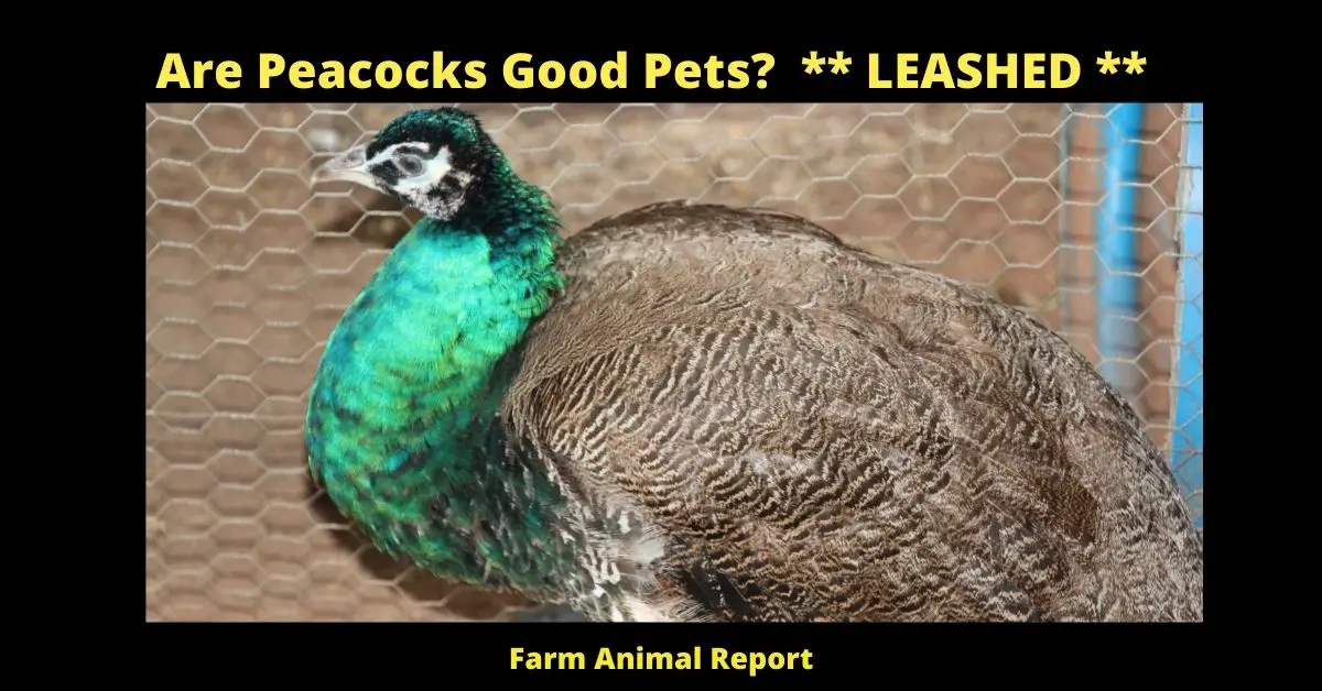 Are Peacocks Good Pets? ** LEASHED **