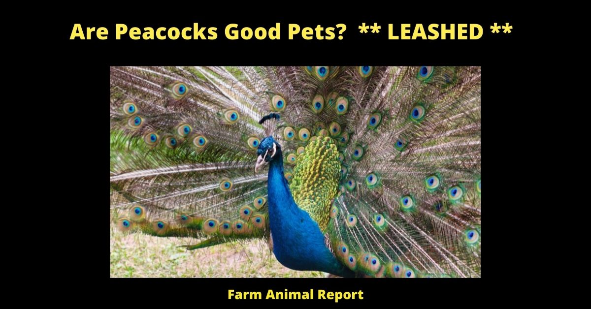 Are Peacocks Good Pets? ** LEASHED ** 1