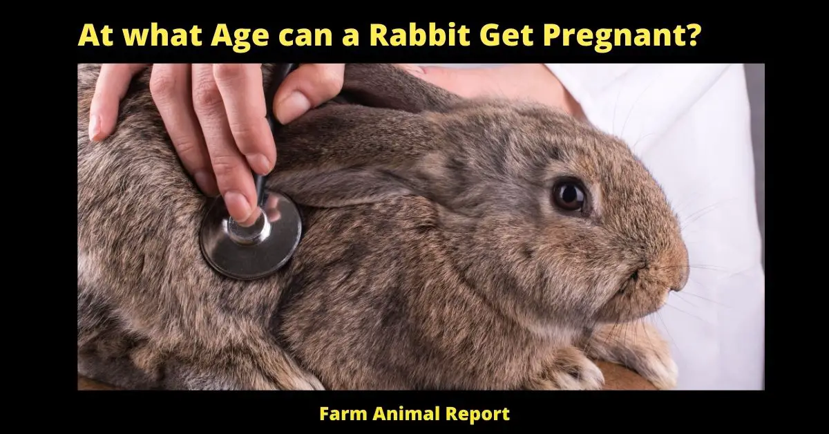 At what Age can a Rabbit Get Pregnant? 2