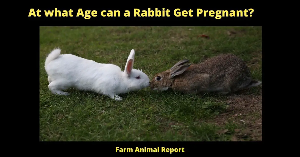 At what Age can a Rabbit Get Pregnant?