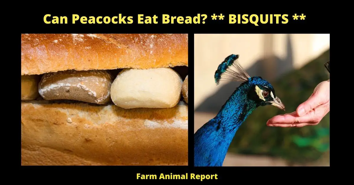 Can Peacocks Eat Bread? ** BISQUITS **