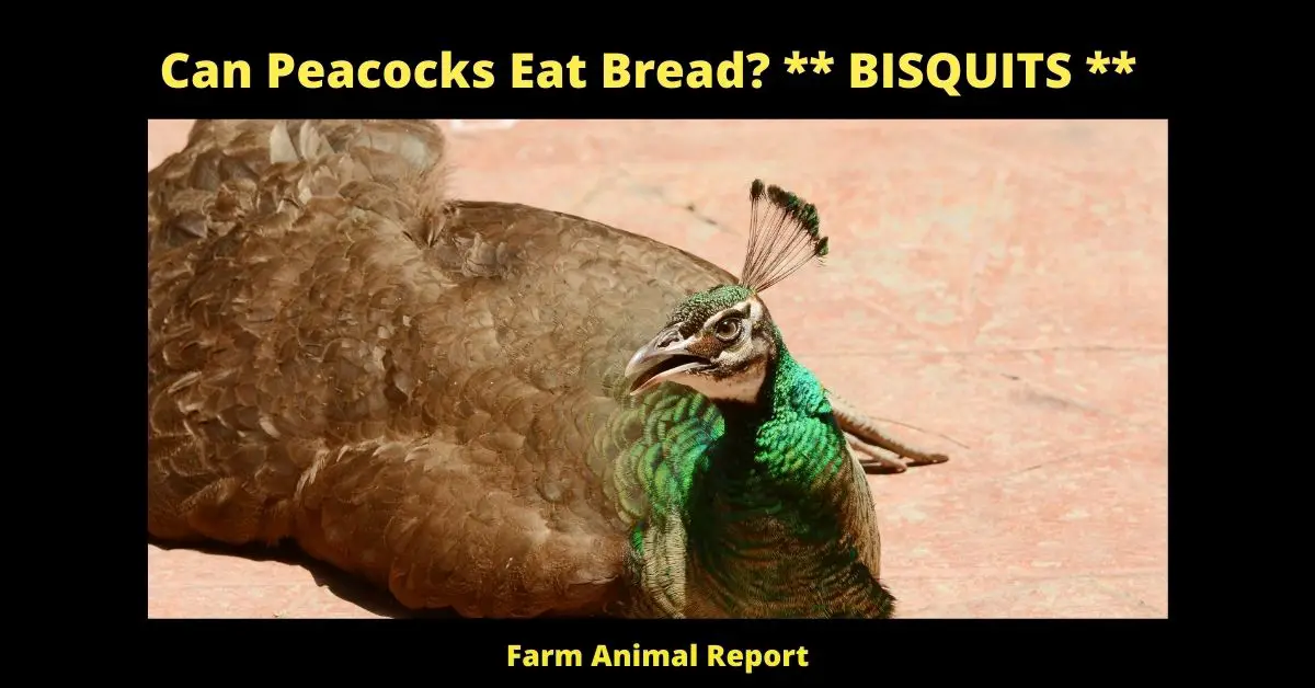 Can Peacocks Eat Bread? ** BISQUITS ** 1