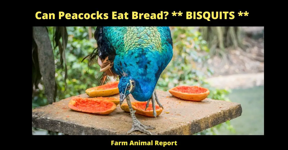 Can Peacocks Eat Bread (2023)? ** BISQUITS ** 2