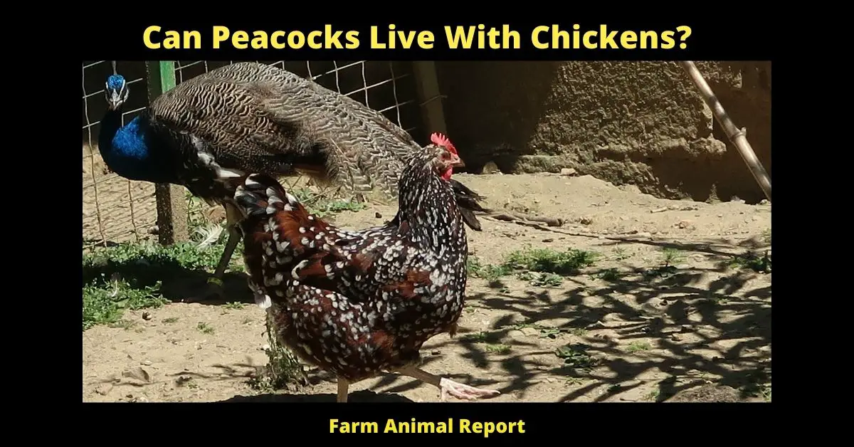 3 Conditions: Can Peacocks Live With Chickens (2023)? 1