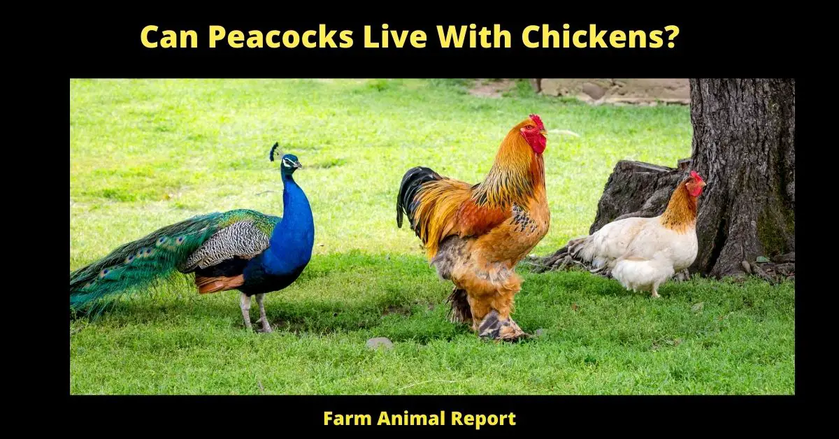 Can Peacocks Live With Chickens?