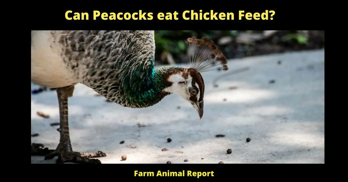 Can Peacocks eat Chicken Feed? (2023) 1