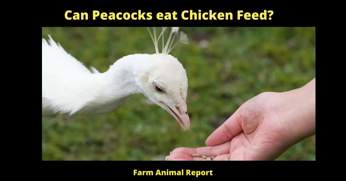 Can Peacocks eat Chicken Feed? (2023) 2
