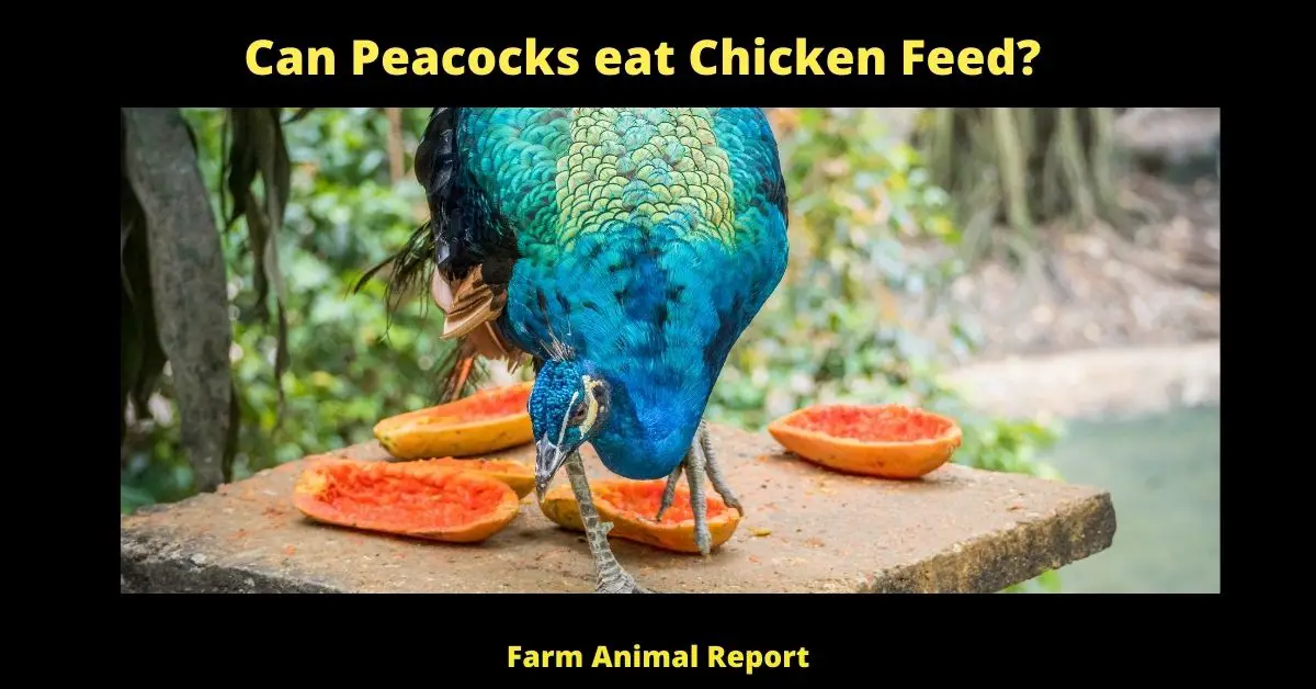 Can Peacocks eat Chicken Feed?