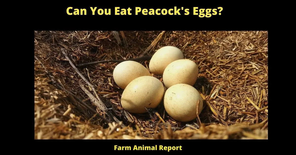 Can You Eat Peacock Eggs (2023) | Peacocks | Peahen 1
