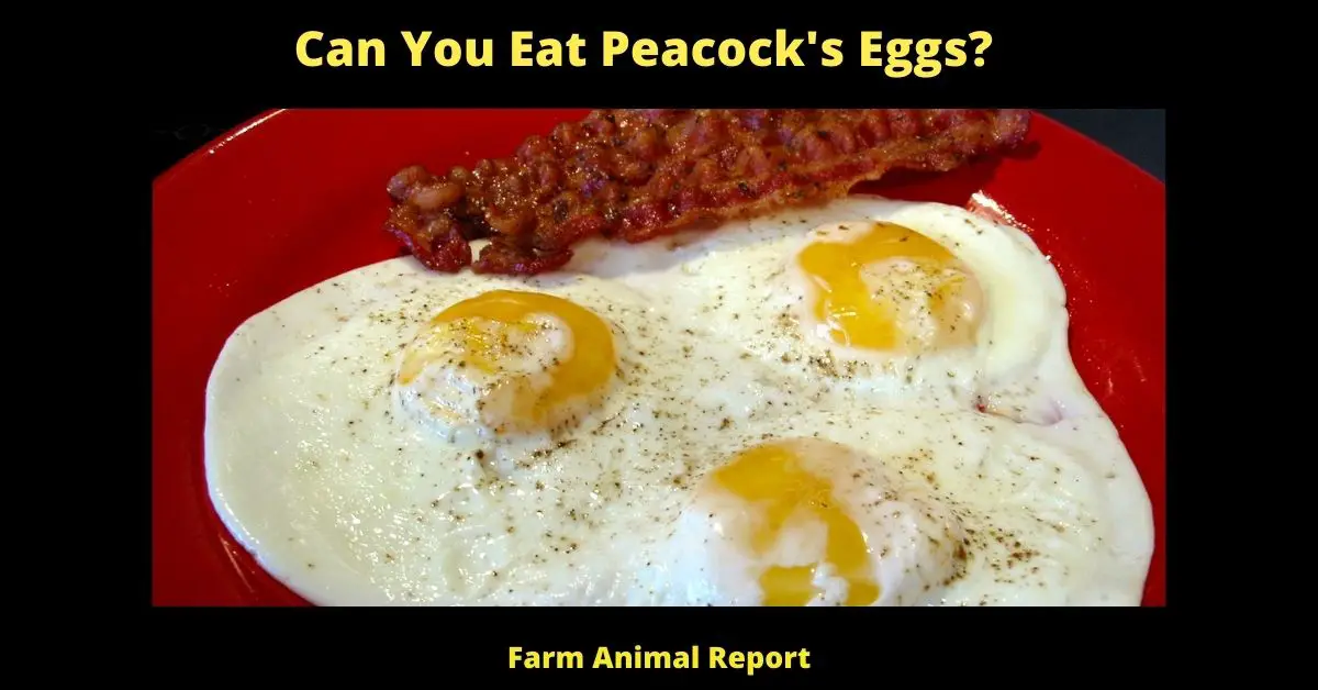 Can You Eat Peacock's Eggs?