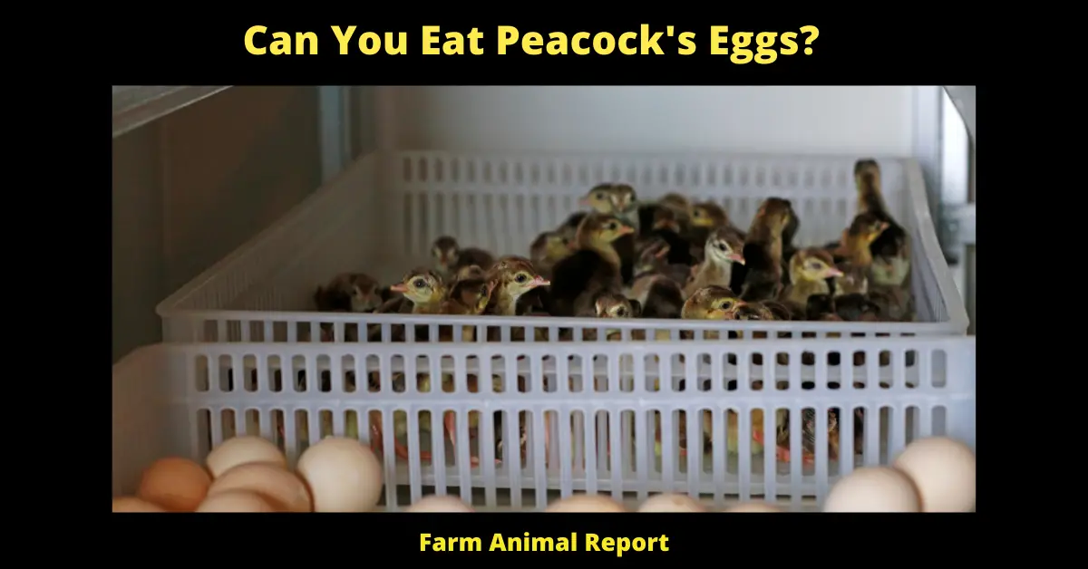 Can You Eat Peacock Eggs (2023) | Peacocks | Peahen 2