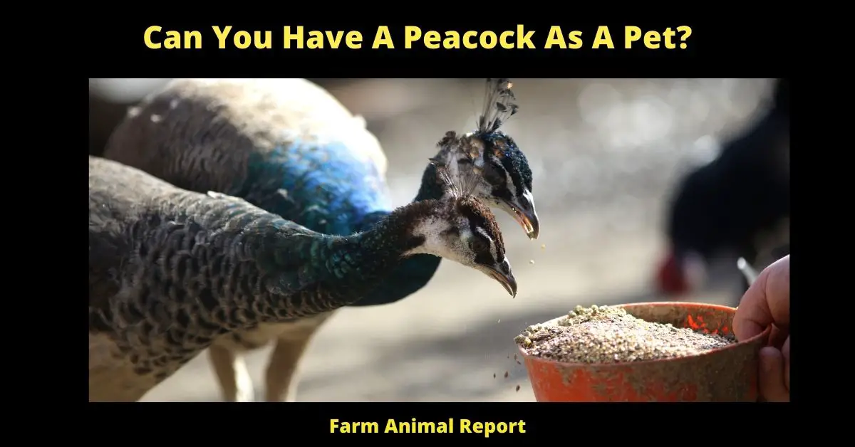 Can You Have A Peacock As A Pet? 1